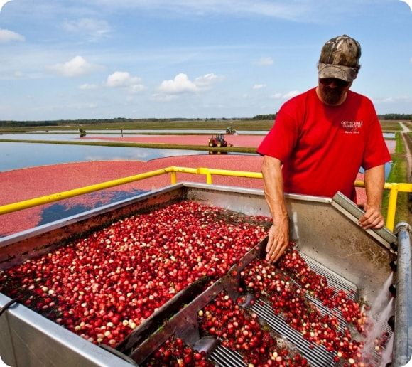 A cranberry farmer looking over his crop.